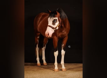 Paint Horse, Hengst, 3 Jaar, 163 cm, Overo-alle-kleuren