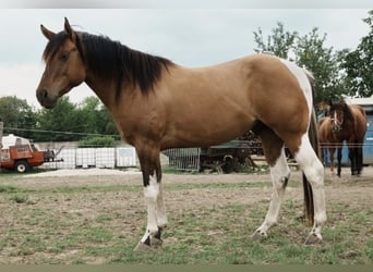 Paint Horse, Hengst, 3 Jaar