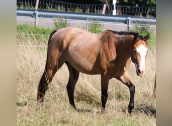 Paint Horse, Hengst, 3 Jahre, 146 cm, Roan-Bay