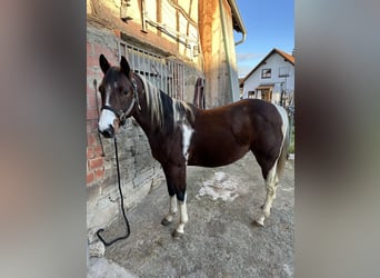 Paint Horse, Hengst, 3 Jahre, 150 cm, Tobiano-alle-Farben