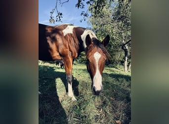 Paint Horse, Hengst, 3 Jahre, 150 cm, Tobiano-alle-Farben