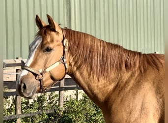 Paint Horse, Hengst, 3 Jahre, 152 cm, Red Dun