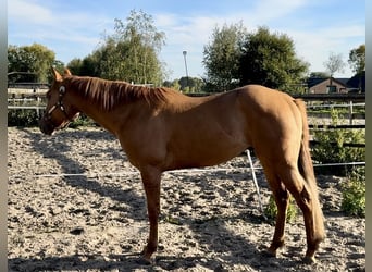 Paint Horse, Hengst, 3 Jahre, 152 cm, Red Dun