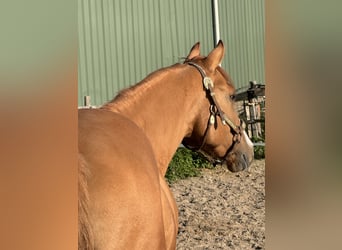 Paint Horse, Hengst, 3 Jahre, 152 cm, Red Dun