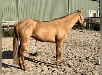 Paint Horse, Hengst, 3 Jahre, 152 cm, Red Dun
