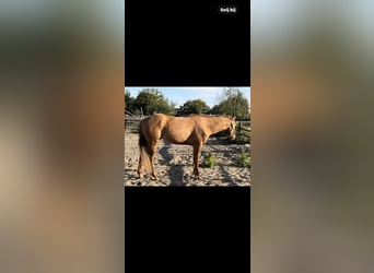 Paint Horse, Hengst, 3 Jahre, 152 cm, Red Dun