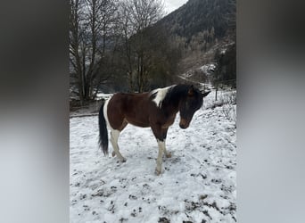 Paint Horse, Hengst, 3 Jahre, 154 cm, Tobiano-alle-Farben