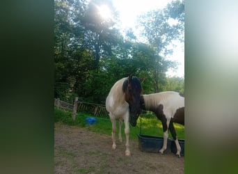 Paint Horse, Hengst, 3 Jahre, 155 cm, Tobiano-alle-Farben