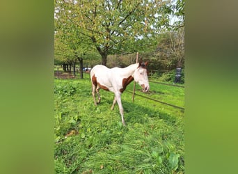 Paint Horse, Hengst, 3 Jahre, 160 cm, Tovero-alle-Farben