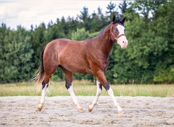 Paint Horse, Hengst, 3 Jahre, 163 cm, Overo-alle-Farben
