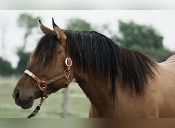 Paint Horse, Hengst, 3 Jahre