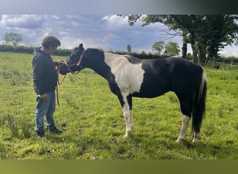 Paint Horse, Hengst, 5 Jaar, 147 cm, Tobiano-alle-kleuren