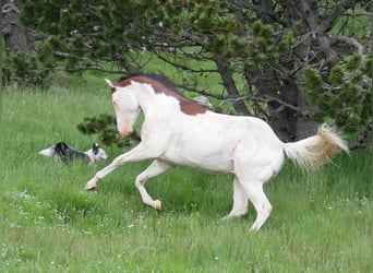 Paint Horse, Hengst, 5 Jaar, 149 cm, Roodbruin