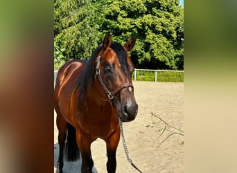 Paint Horse, Hengst, 5 Jaar, 152 cm, Bruin