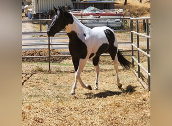 Paint Horse, Hengst, 5 Jahre, 142 cm, Rappe