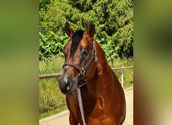 Paint Horse, Hengst, 5 Jahre, 152 cm, Brauner