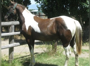 Paint Horse, Hengst, 5 Jahre, 157 cm, Rappe