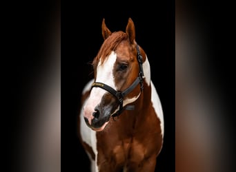 Paint Horse, Hengst, 5 Jahre, 158 cm, Overo-alle-Farben