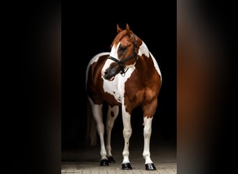 Paint Horse, Hengst, 5 Jahre, 158 cm, Overo-alle-Farben