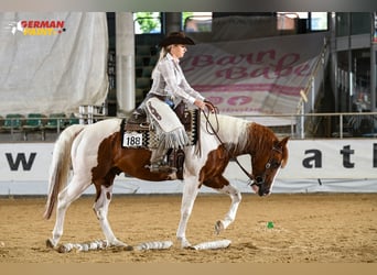 Paint Horse, Hengst, 5 Jahre, 158 cm, Tobiano-alle-Farben
