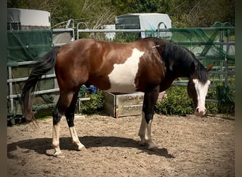Paint Horse, Hengst, 6 Jahre, 149 cm, Overo-alle-Farben