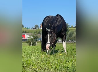 Paint Horse, Hengst, 7 Jaar
