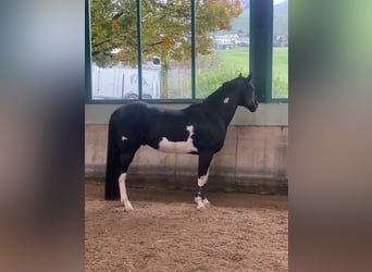 Paint Horse, Hengst, 7 Jaar
