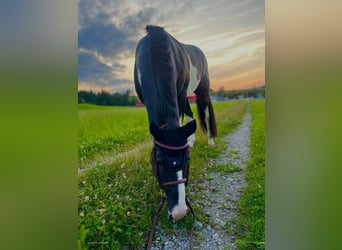 Paint Horse, Hengst, 7 Jaar