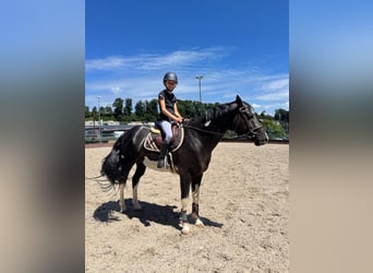 Paint Horse, Hengst, 7 Jaar