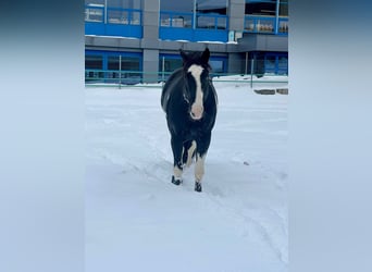 Paint Horse, Hengst, 7 Jaar
