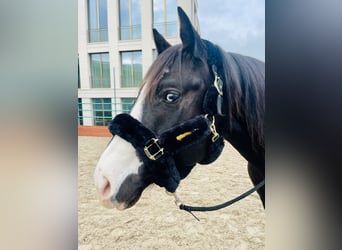 Paint Horse, Hengst, 7 Jaar