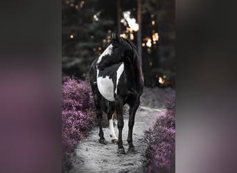 Paint Horse, Hengst, 7 Jahre, 152 cm, Overo-alle-Farben