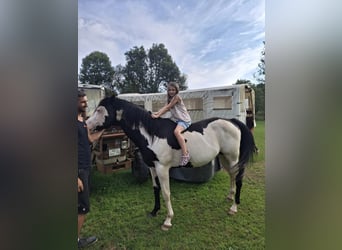Paint Horse, Hengst, 8 Jahre, 148 cm, Overo-alle-Farben