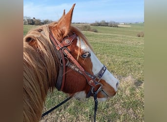 Paint Horse, Hengst, 8 Jahre, Overo-alle-Farben