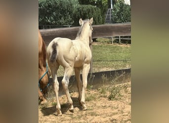 Paint Horse, Hengst, , 145 cm, Buckskin