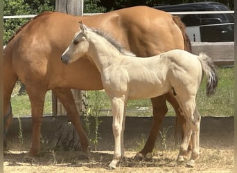 Paint Horse, Hengst, , 145 cm, Buckskin
