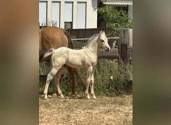 Paint Horse, Hengst, , 145 cm, Buckskin