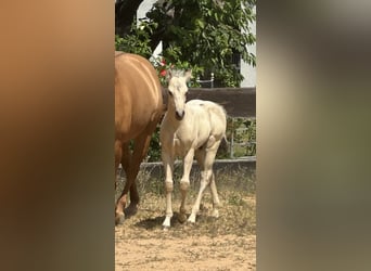 Paint Horse, Hengst, , 145 cm, Buckskin