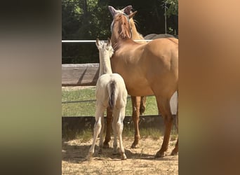 Paint Horse, Hengst, , 145 cm, Buckskin