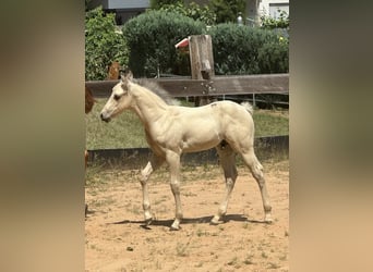 Paint Horse, Hengst, , 145 cm, Buckskin