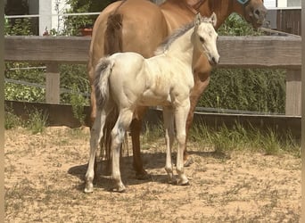 Paint Horse, Hengst, , 145 cm, Buckskin