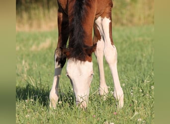 Paint Horse, Hengst, , 148 cm, Brauner