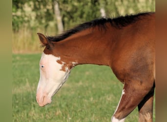 Paint Horse, Hengst, , 148 cm, Brauner