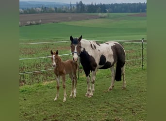 Paint Horse, Hengst, , 148 cm, Fuchs