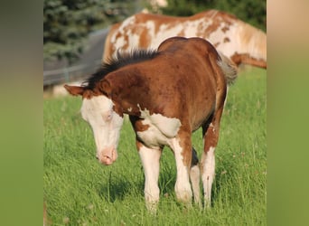 Paint Horse, Hengst, Fohlen (04/2025), 150 cm, Brauner