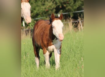 Paint Horse, Hengst, Fohlen (04/2025), 150 cm, Brauner