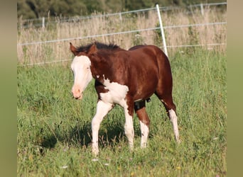 Paint Horse, Hengst, Fohlen (04/2025), 150 cm, Brauner