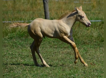Paint Horse, Hengst, Fohlen (06/2023), 150 cm, Champagne