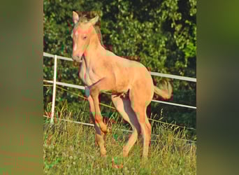 Paint Horse, Hengst, Fohlen (06/2023), 150 cm, Champagne