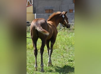 Paint Horse, Hengst, , 150 cm, Fuchs